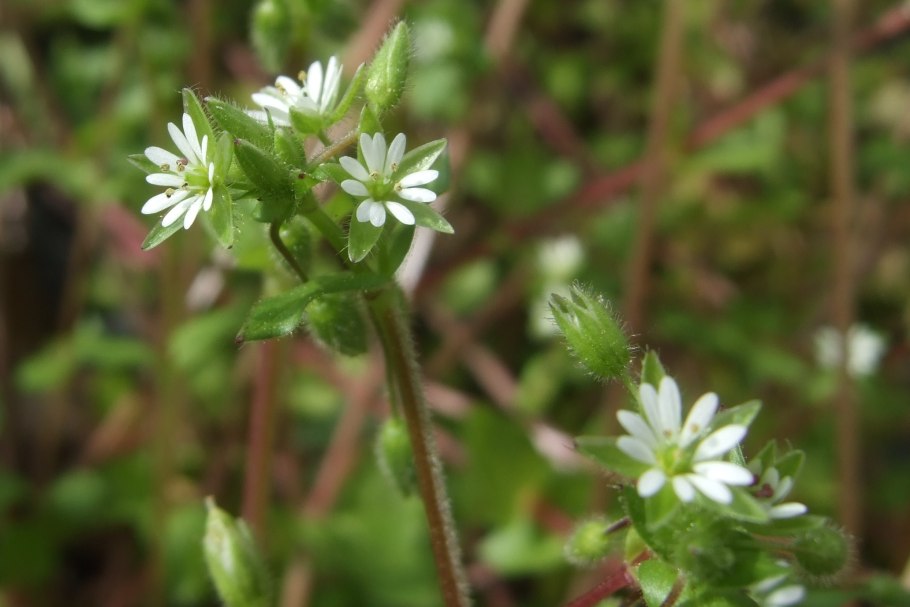 Мокрица на грядке