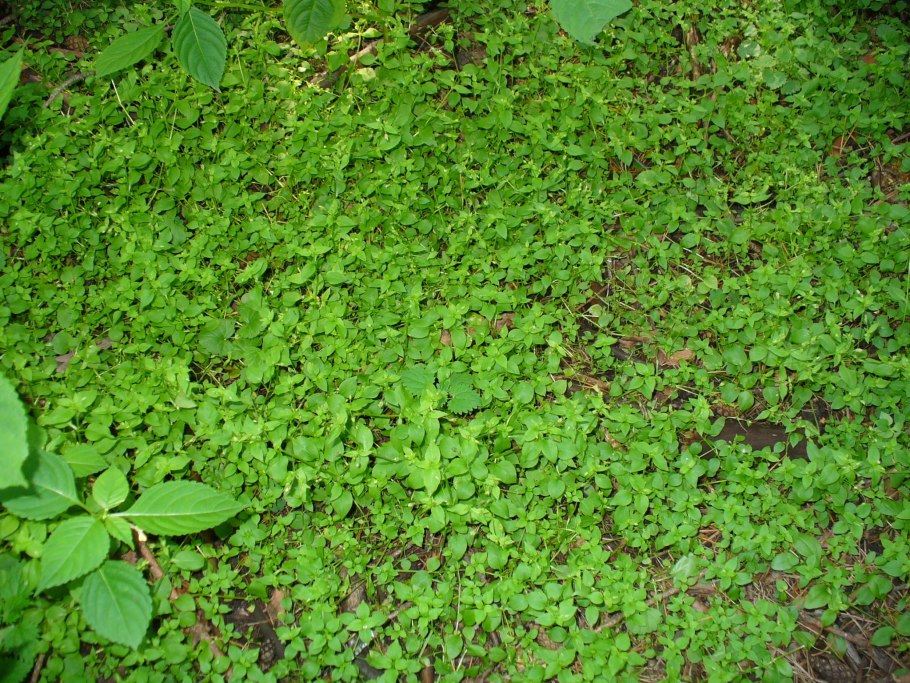 Мокрица трава