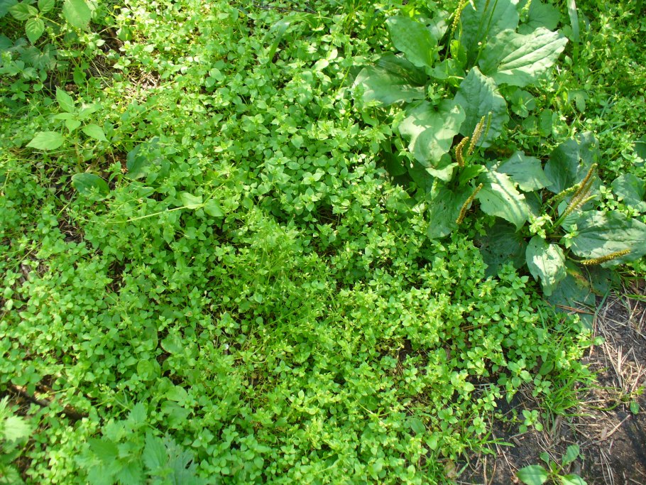 Звездчатка Болотная