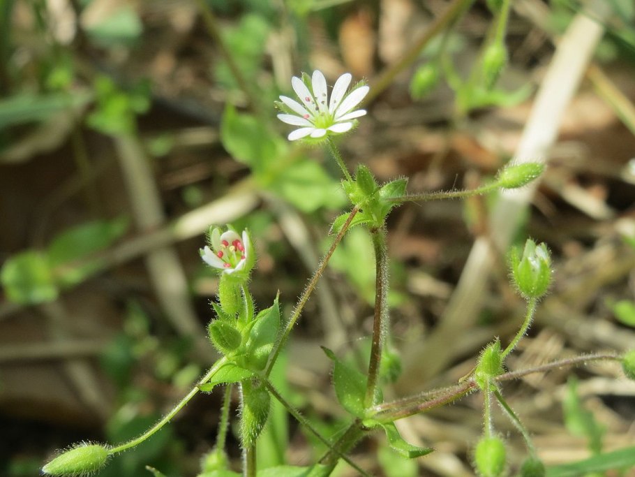 Звездчатка вильчатая