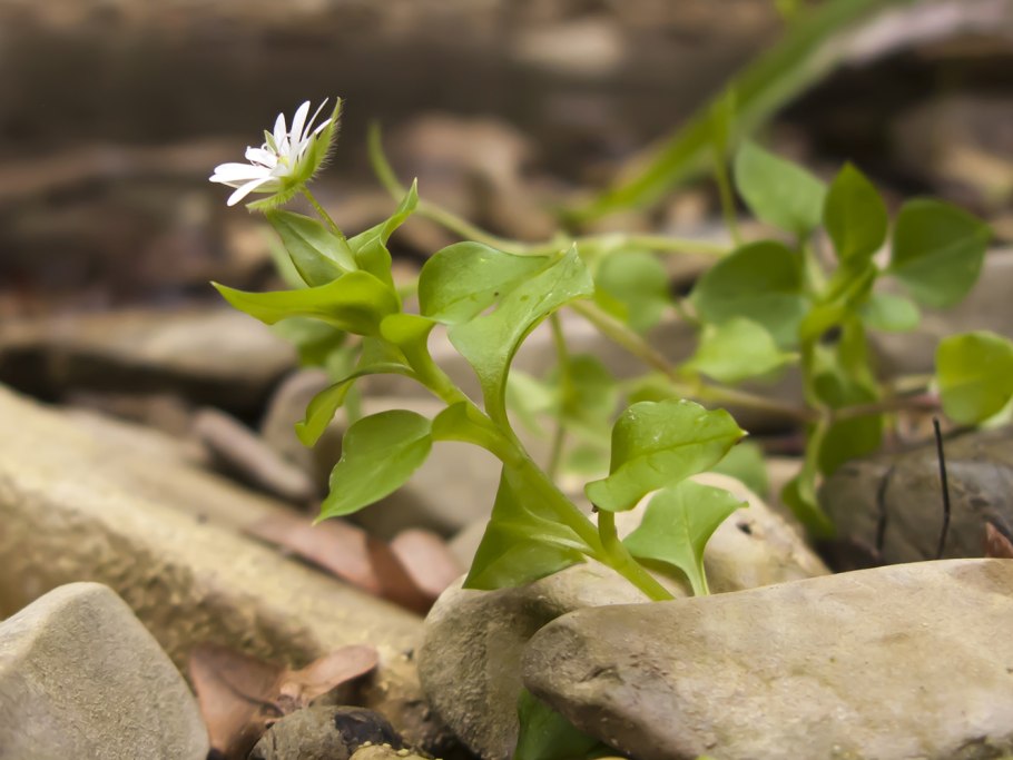 Звездчатка Крымская
