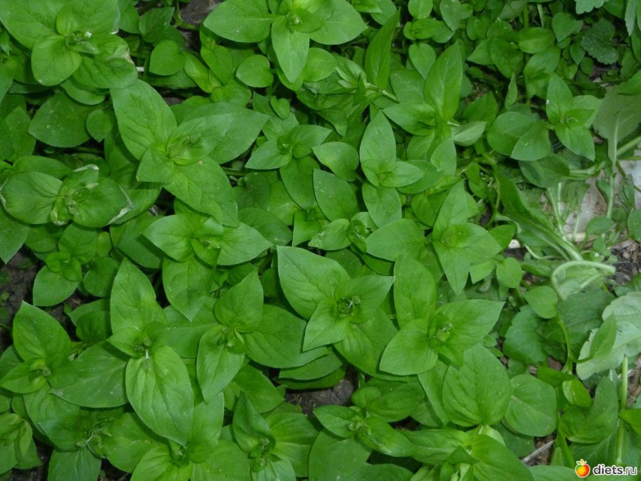 Мокрица трава