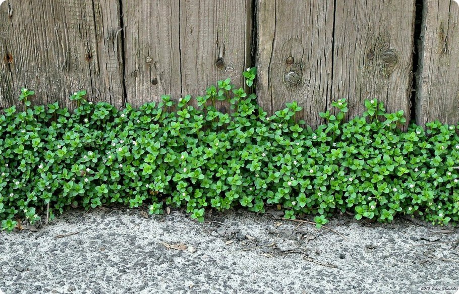 Трава звездчатка мокрица