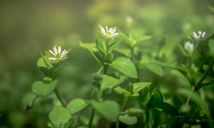 Мокрица звездчатка