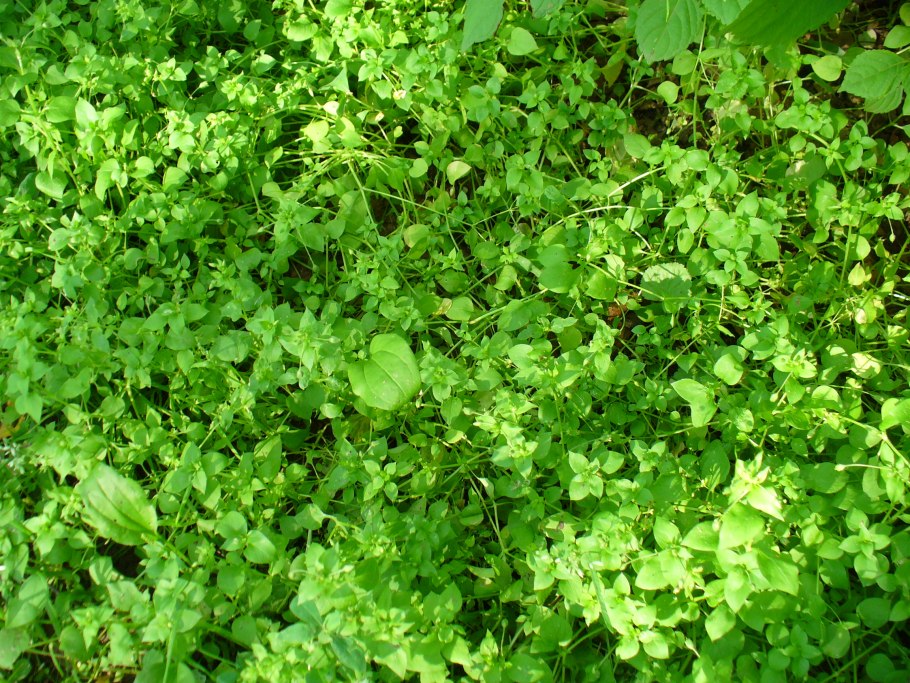 Мокрица трава