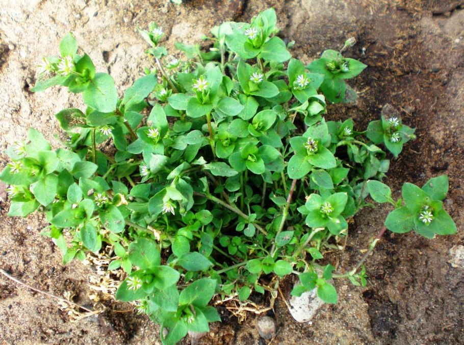 Мокрица трава лечебные