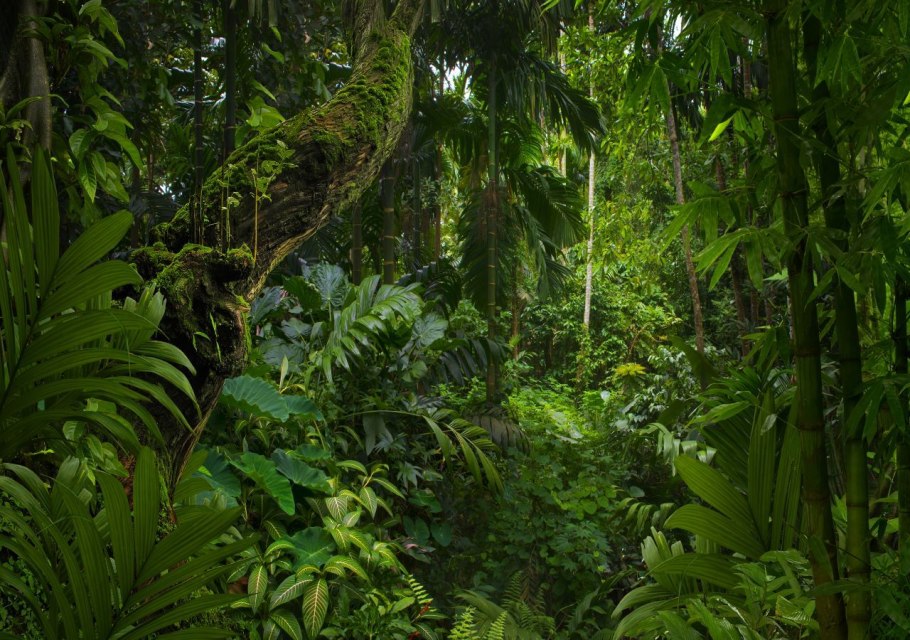 Благовоние "Rainforest" (тропический лес)