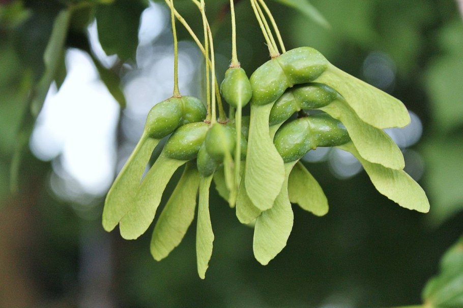 Узколистный ясень (Fraxinus angustifolia)