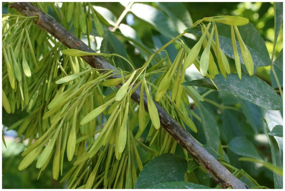 Ясень ланцетный семена