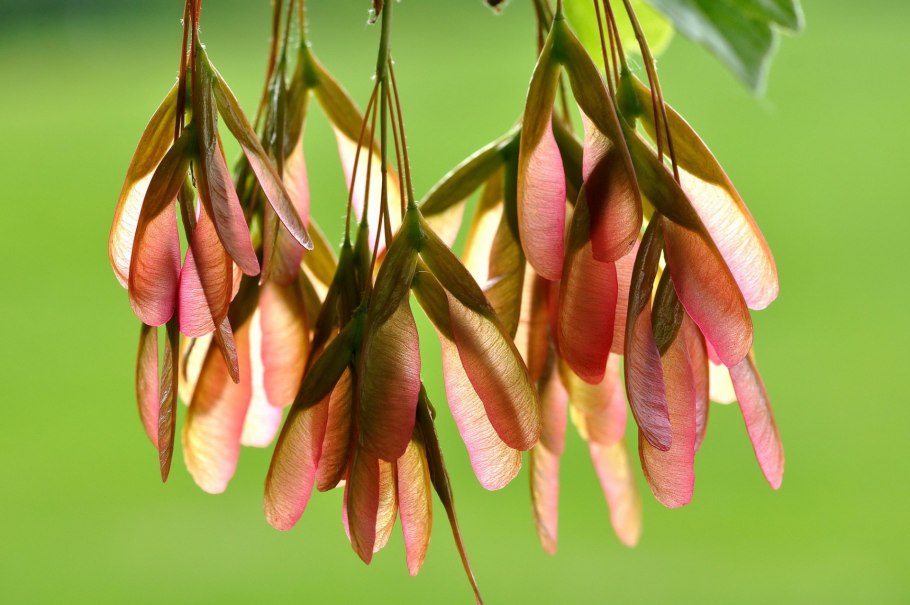 Семена Крылатки ясеня