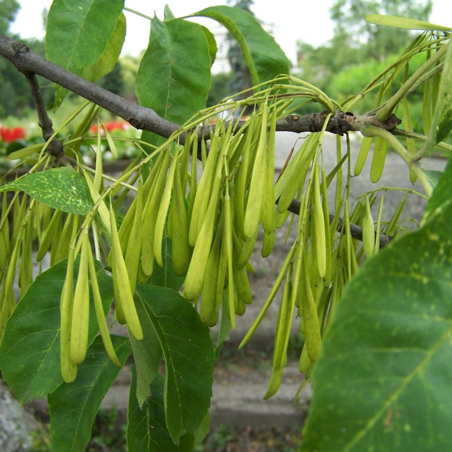 Ясень ланцетный