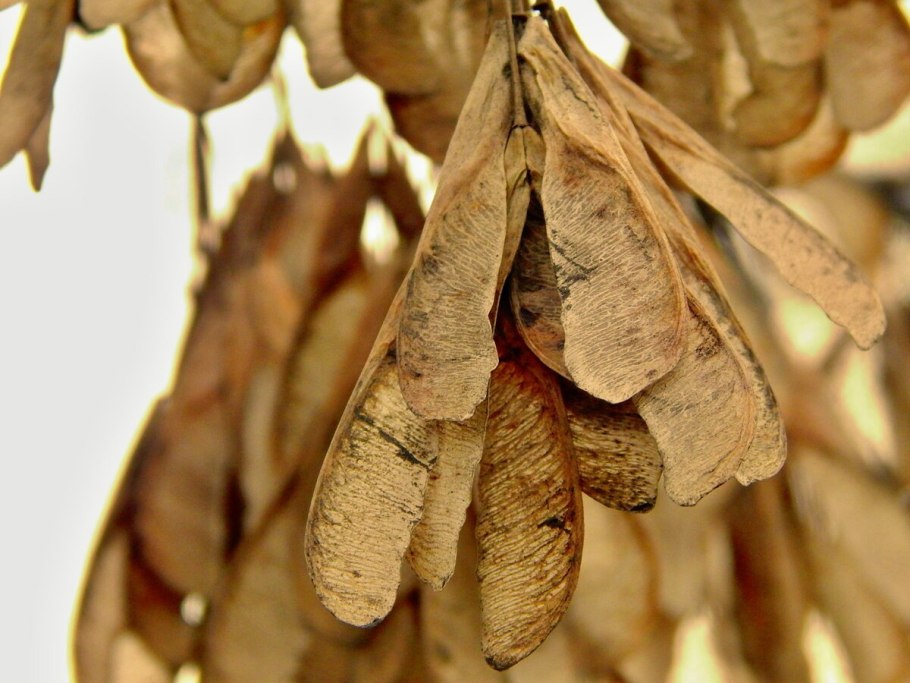 Ясень с вертолетиками