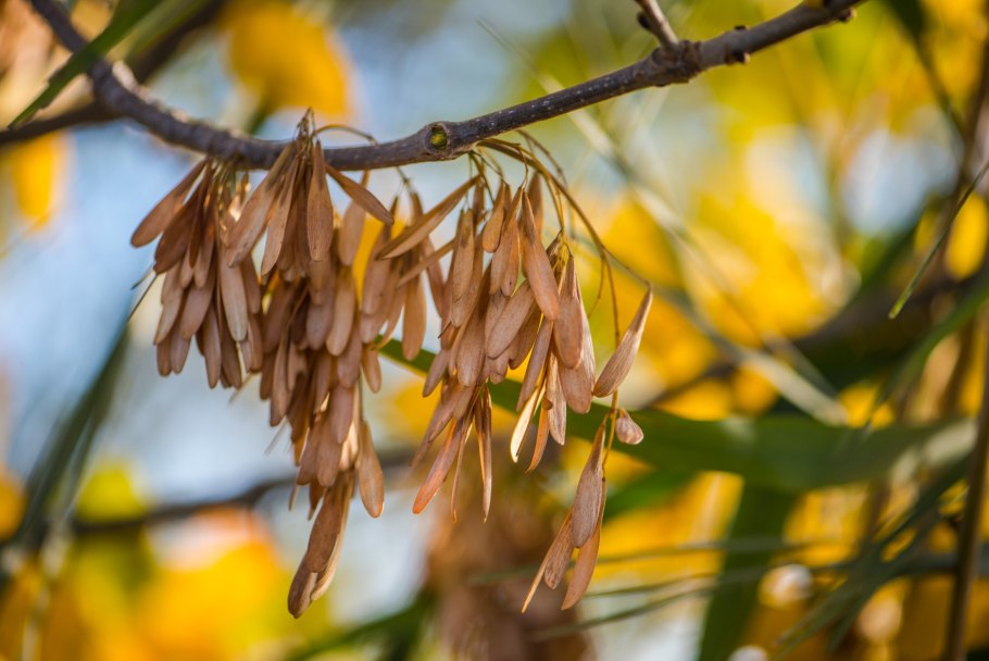 Клен американский ясенелистный