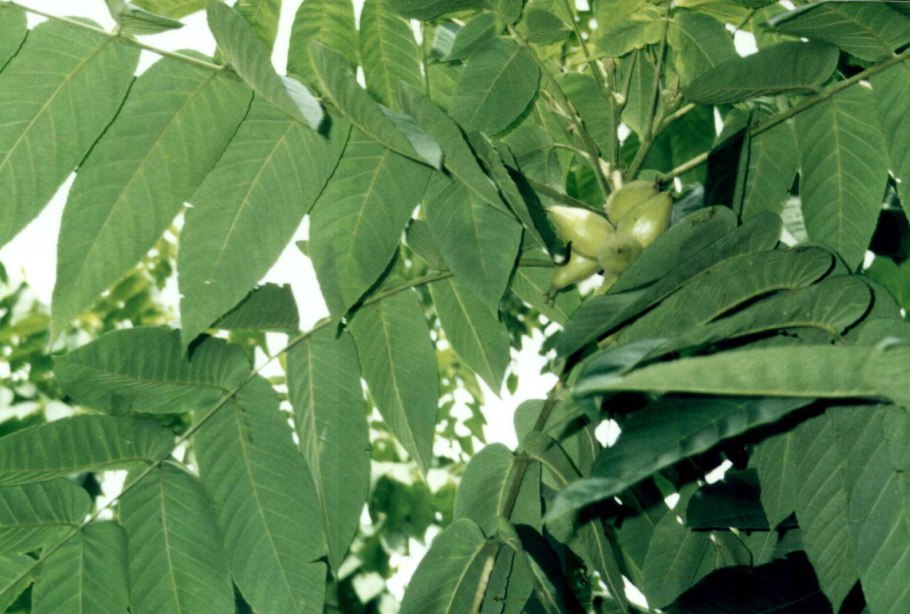 Ясень пенсильванский (пушистый)