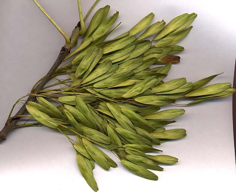 Клён ясенелистный вертолетики