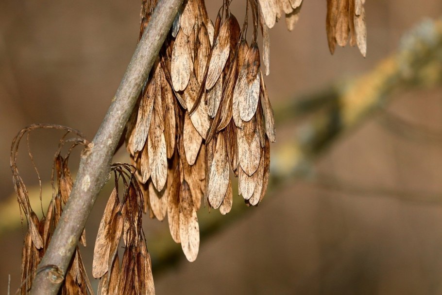 Клен ясенелистный семена