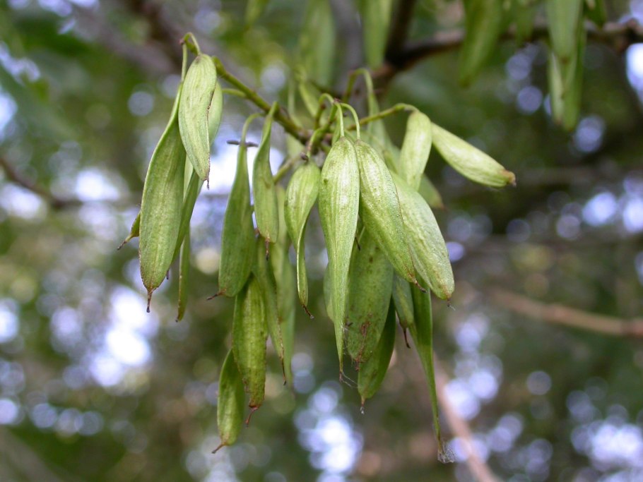 Ясень маньчжурский Fraxinus mandshurica