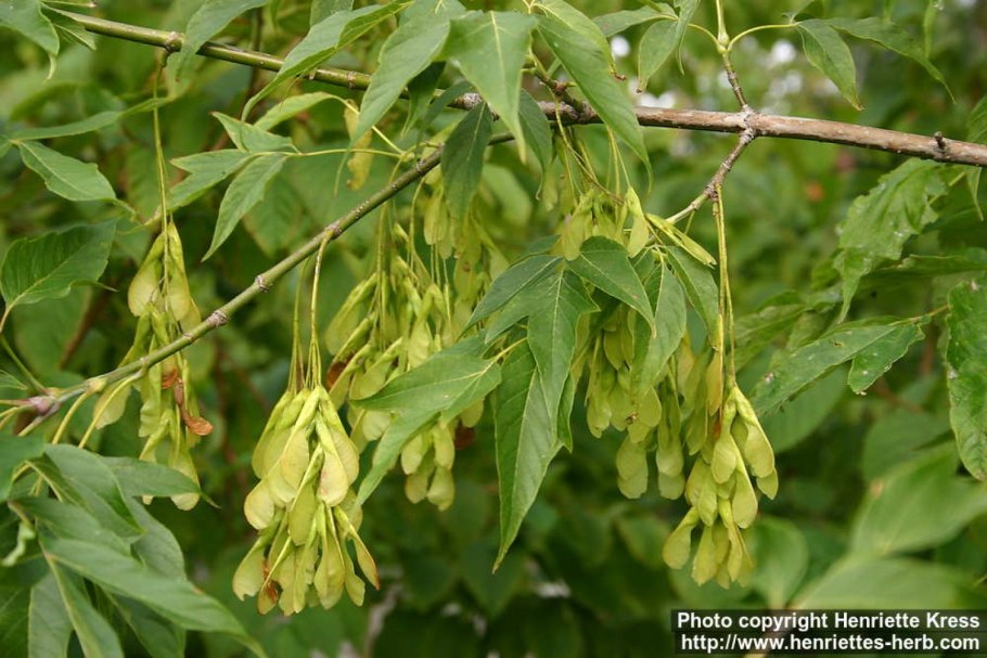 Ясень зеленый Fraxinus lanceolata
