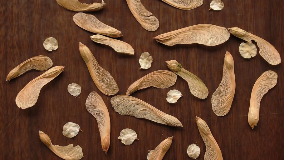 Клен ясенелистный семена