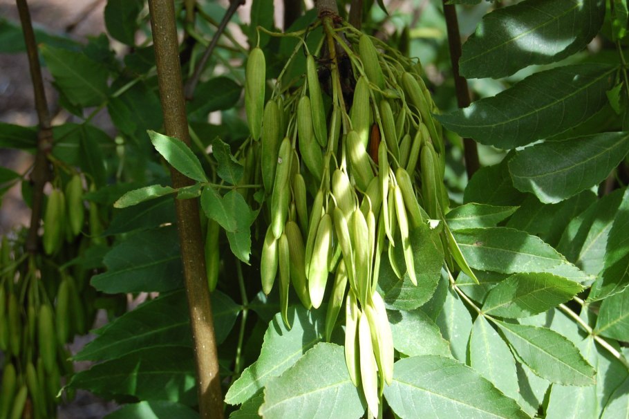 Ясень зеленый Fraxinus lanceolata