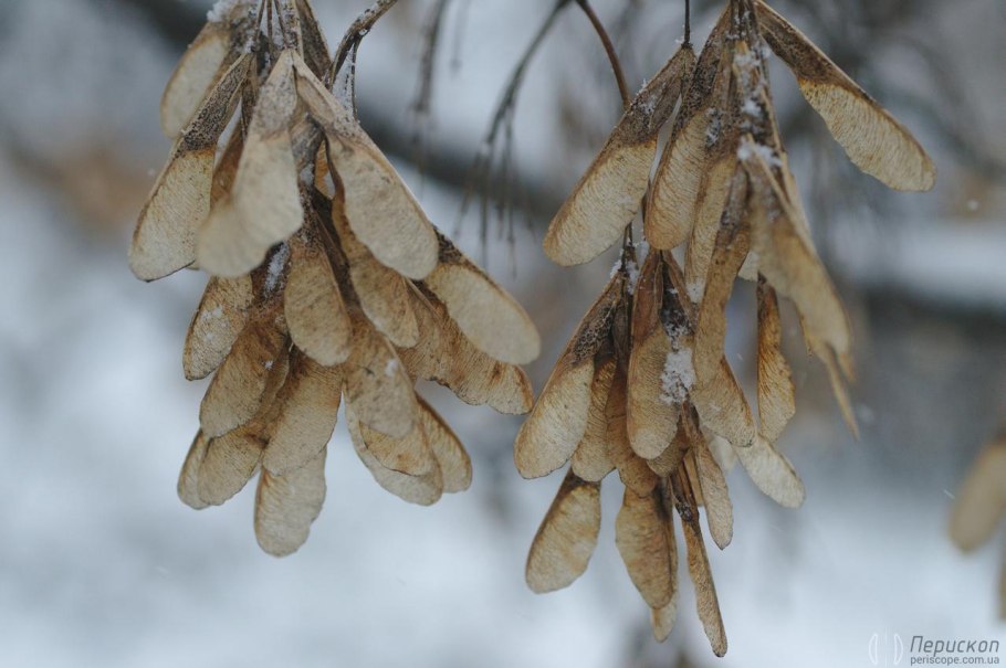Ясень обыкновенный Крылатки