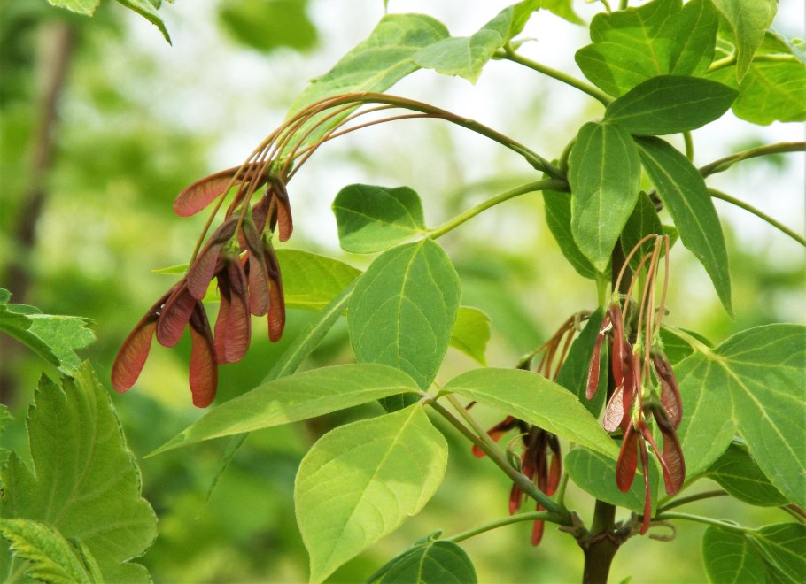 Ясень плоды Крылатки