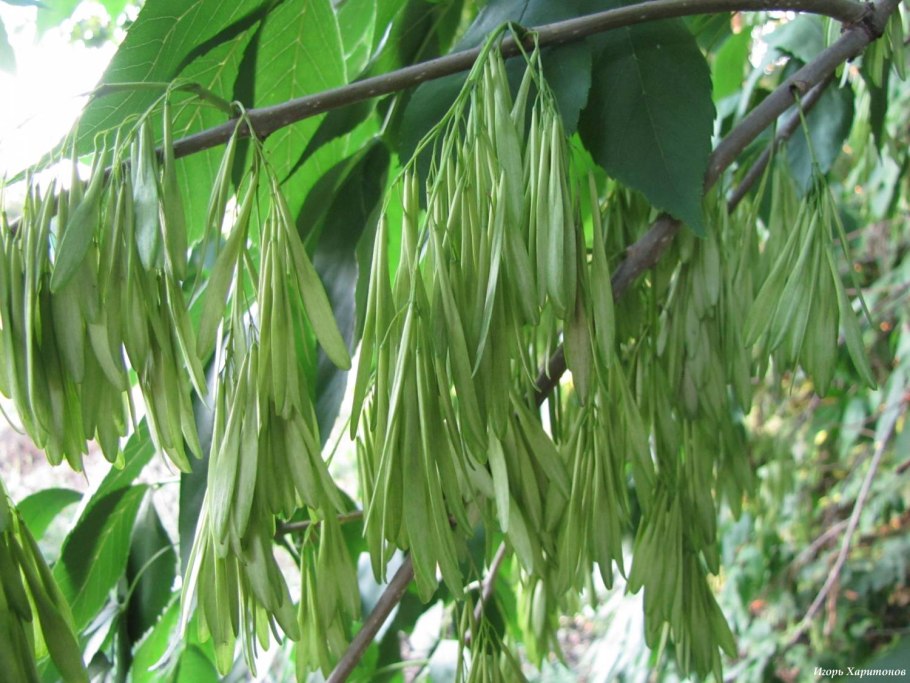 Крылатки ясеня