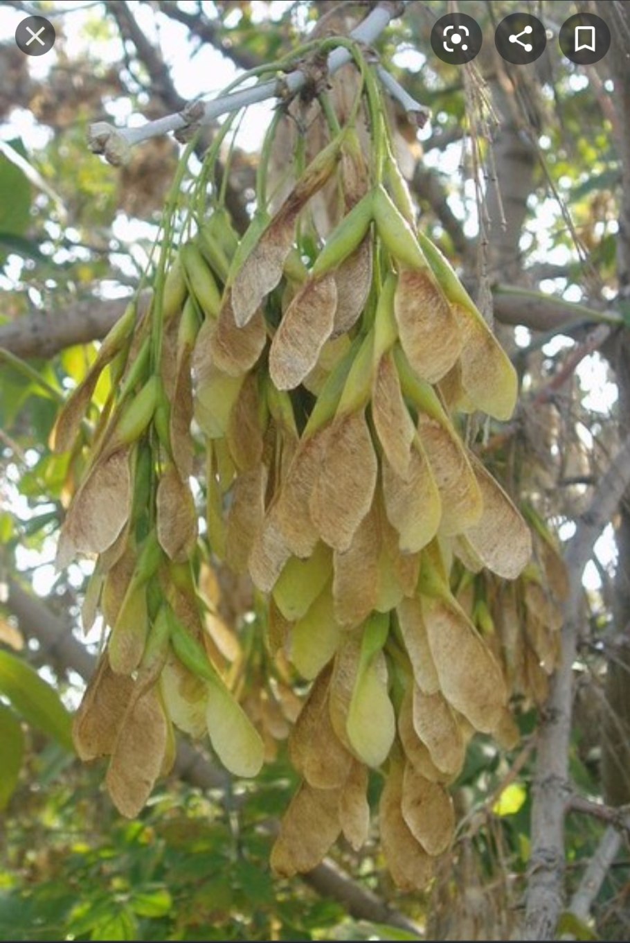 Fraxinus Americana