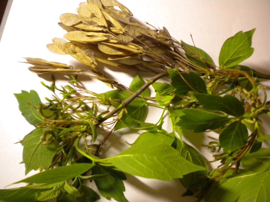 Ясень обыкновенный семена