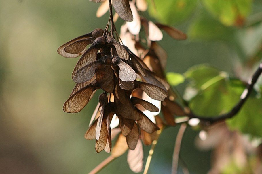 Ясень манновый