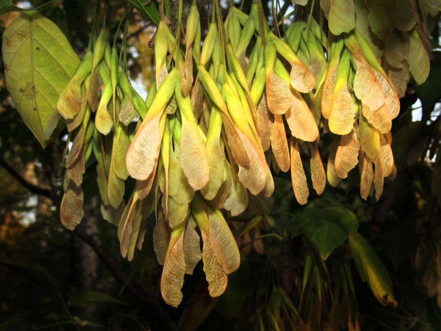 Ясень обыкновенный Fraxinus Excelsior