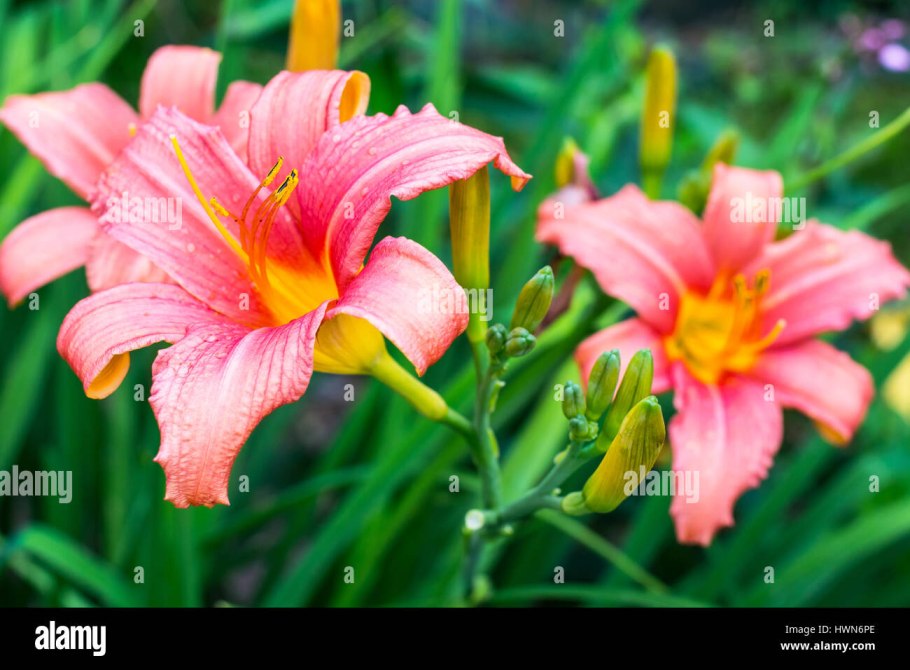 Плод коробочка Лилейные тюльпан