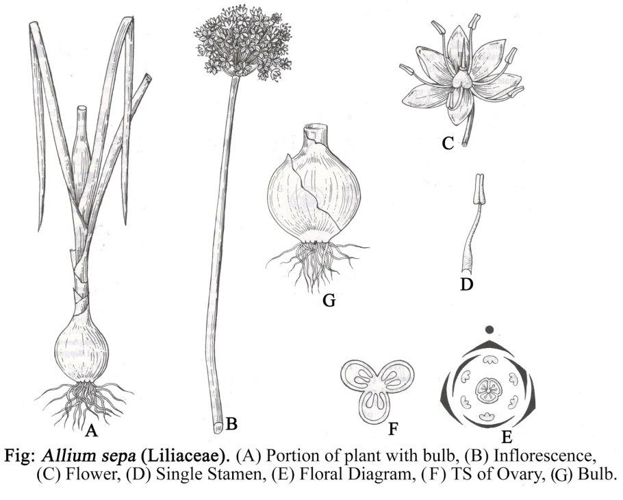 Allium sepa