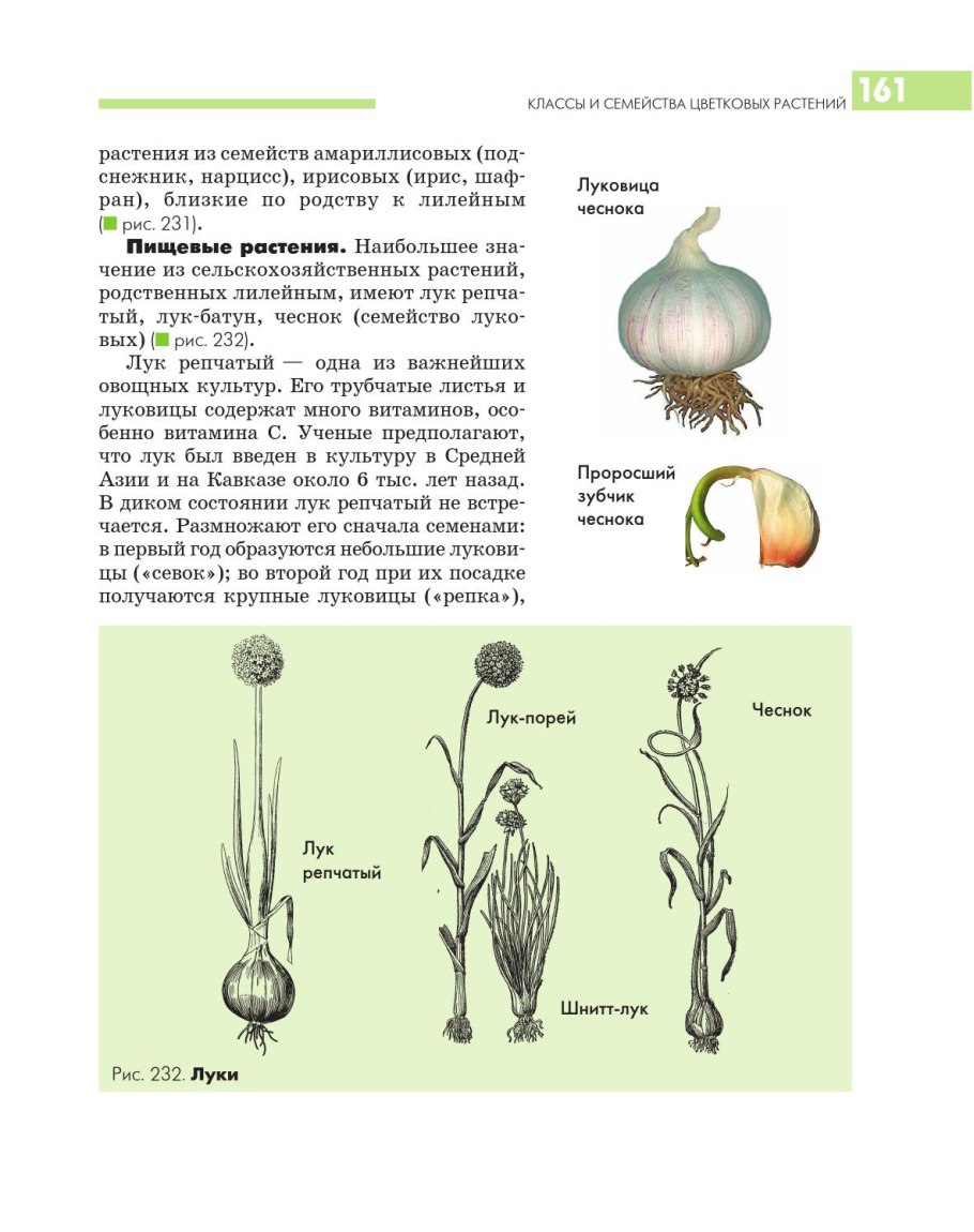 Семейство Лилейные тюльпан