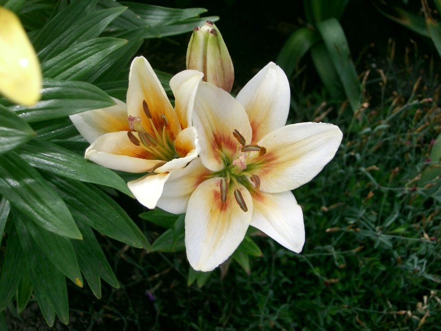 Однодольные Лилейные Лилия