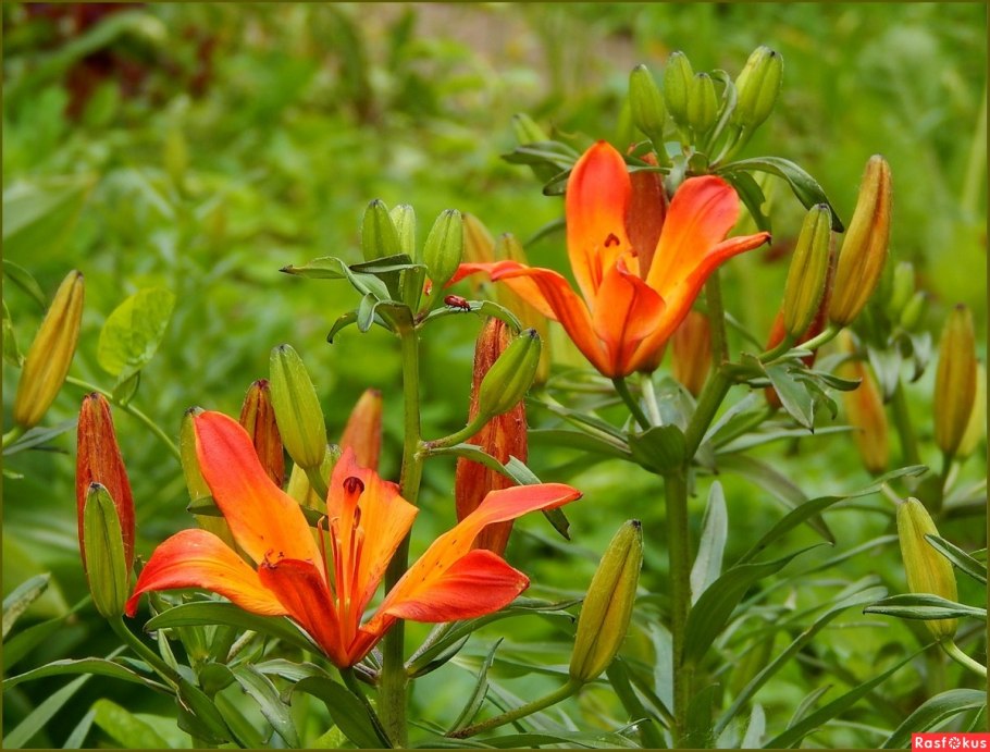 Жёлтые цветы лук