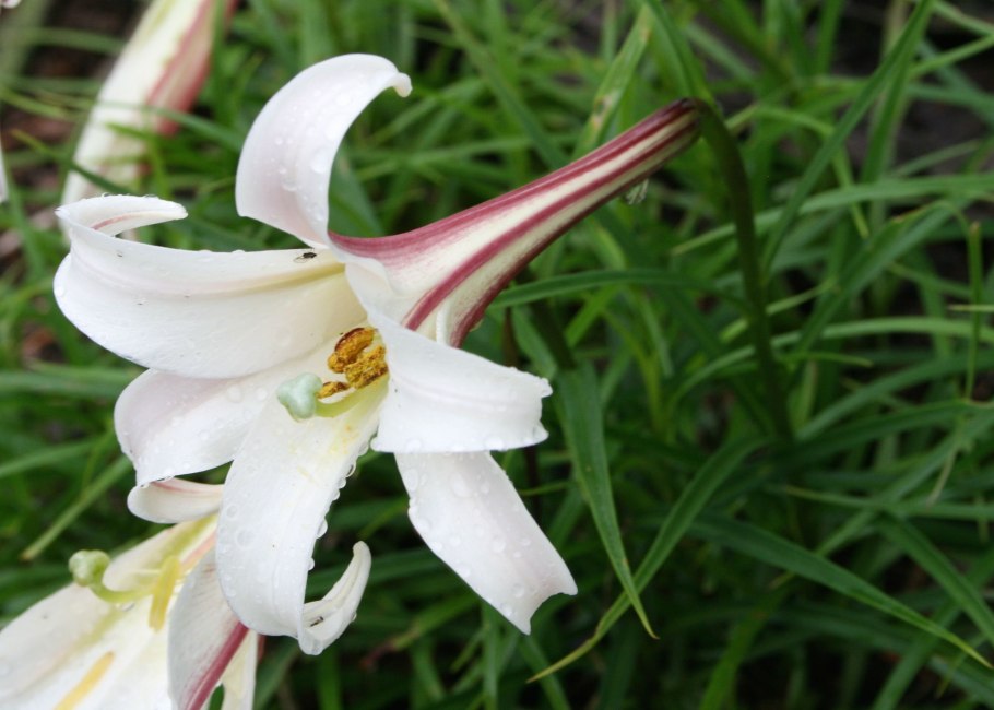 Съедобные бутончики цветов