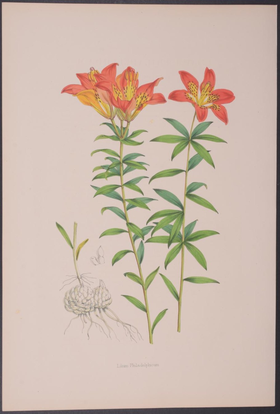 Гусиный лук околоцветник