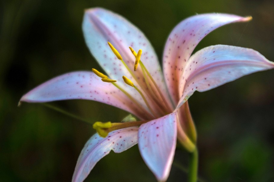 Lilium henryi