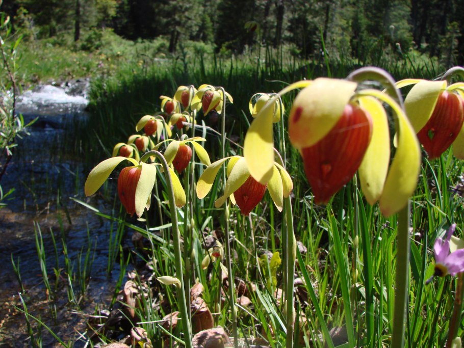Лилия азиатская Хэппи спринг