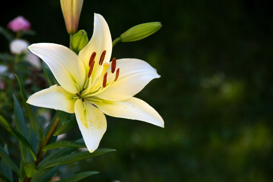 Однодольные Лилейные представители