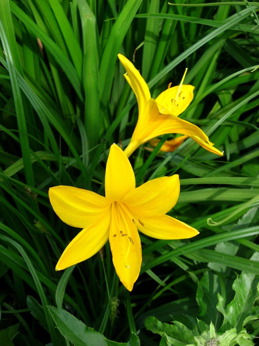 Лилелилейник оранжевый фото