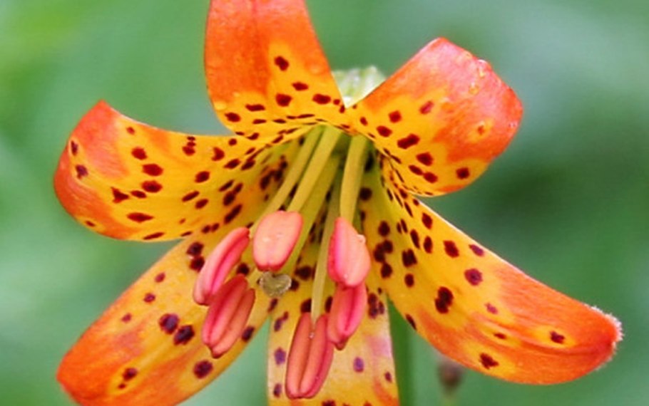 Разновидности лилий ботаника