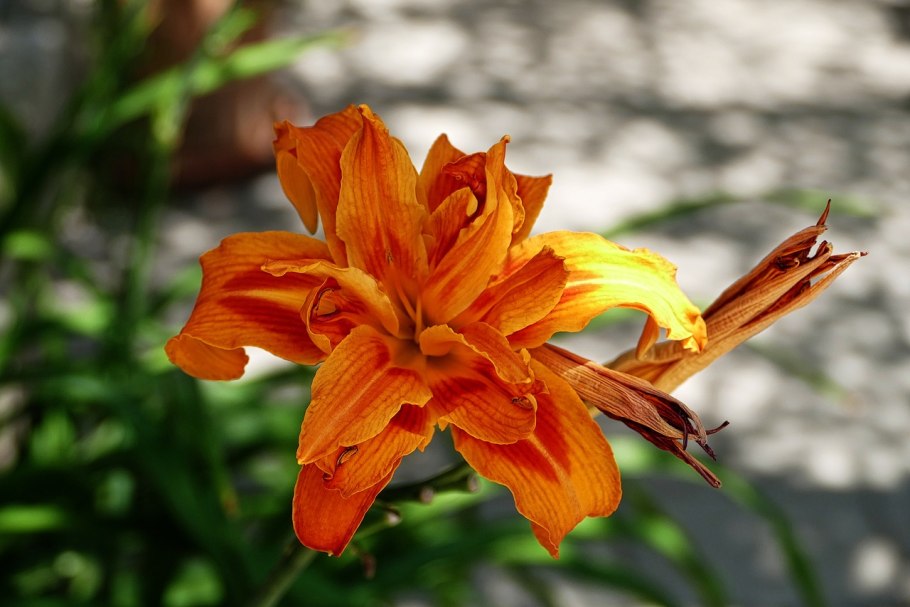 Лилии Жарден