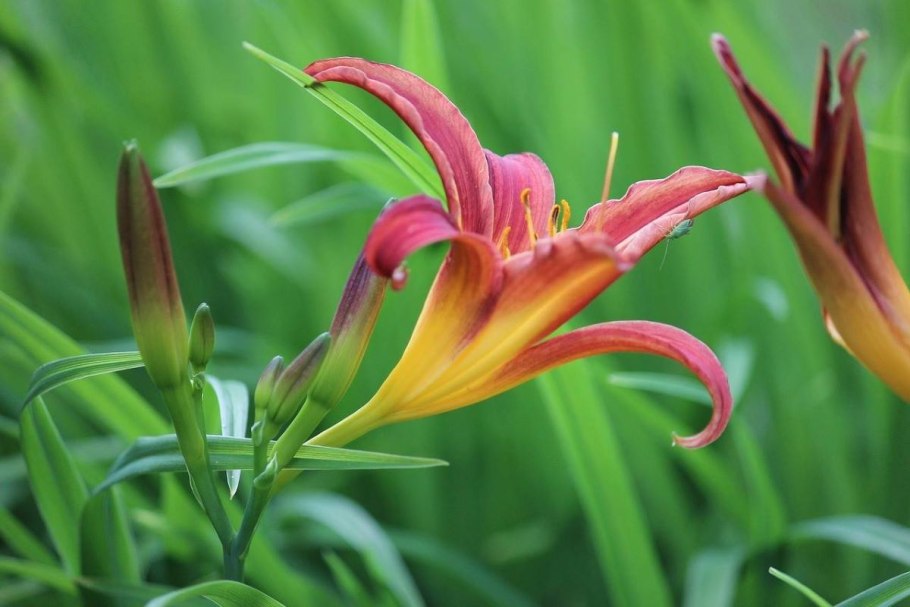Lilium martagon цветок