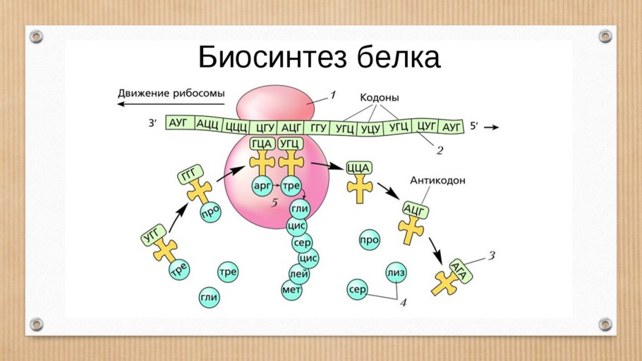 Биосинтез белка в растительной клетке