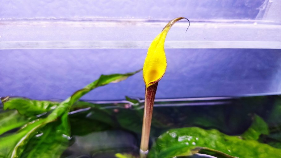 Криптокорина Tonkinensis Red