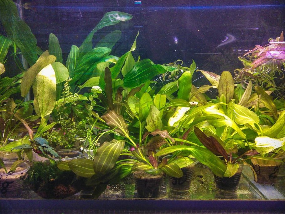 Cryptocoryne nurii Platinum