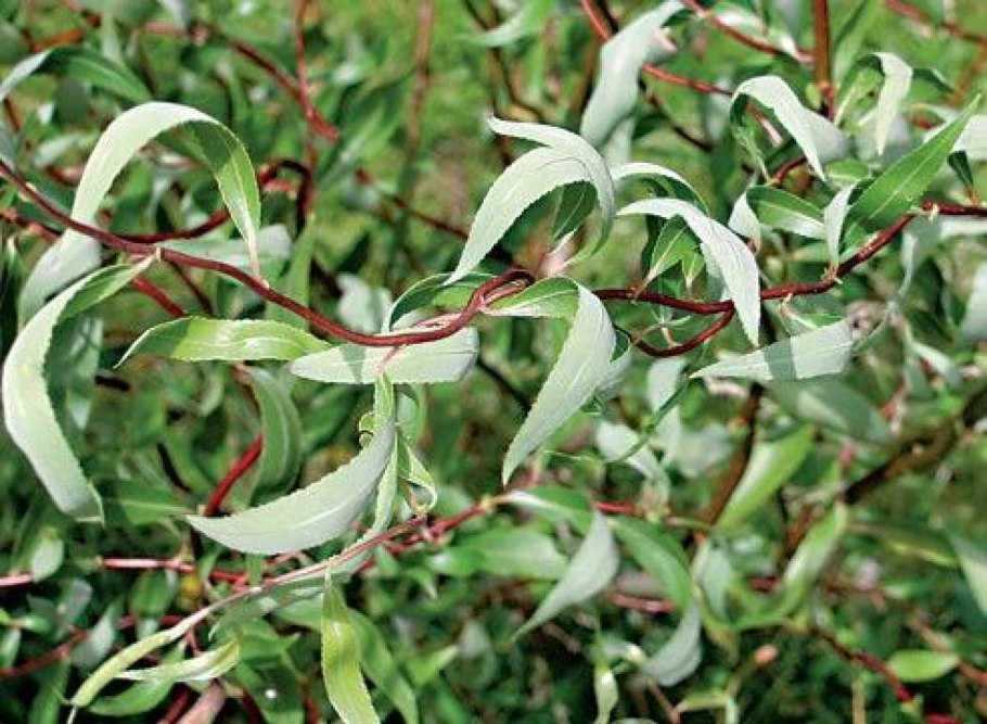 Ива Уральская Извилистая плакучая