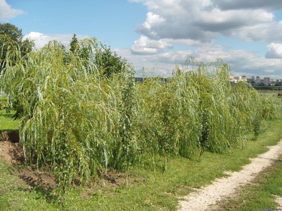 Ива ломкая Salix fragilis